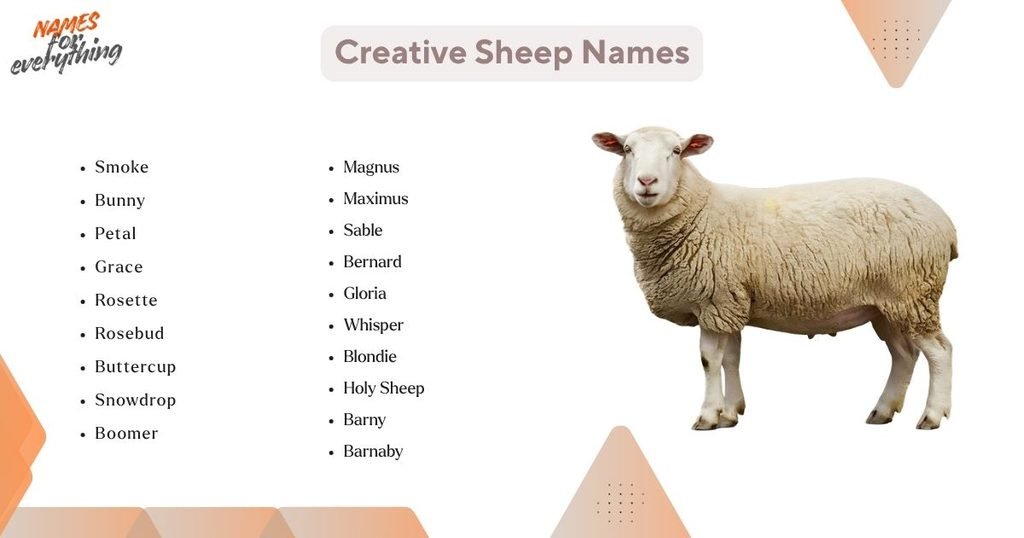 Creative Sheep Names