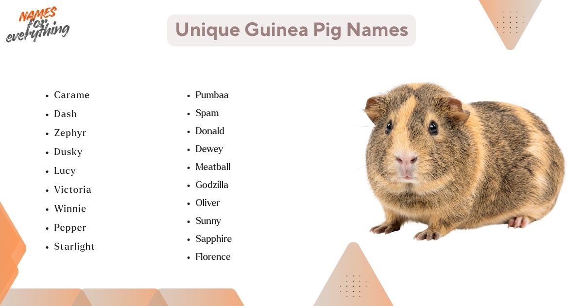 Unique Guinea Pig Names