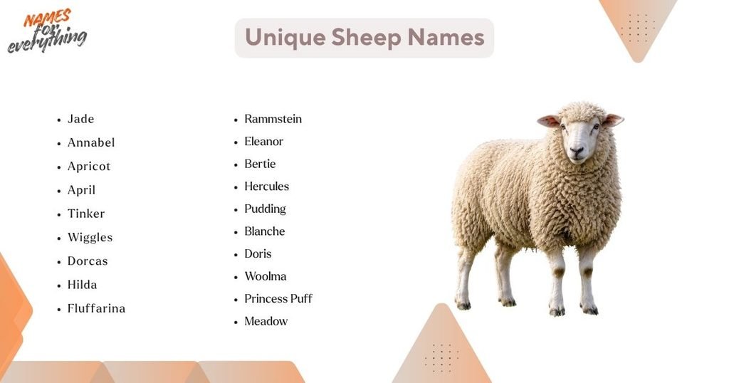 Unique Sheep Names