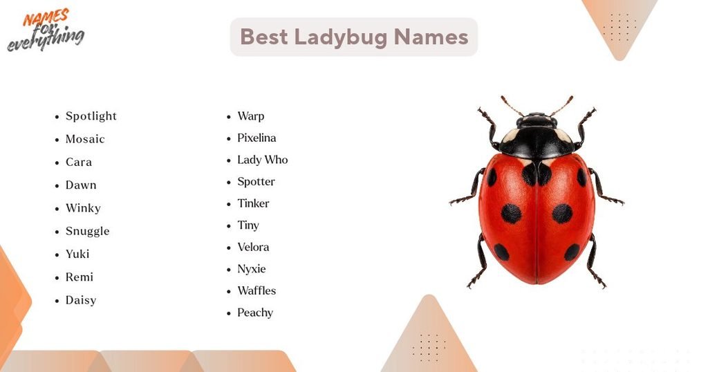 Best Ladybug Names