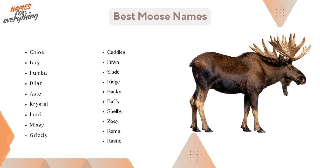 Best Moose Names