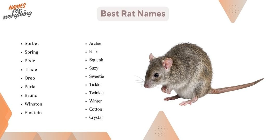 Best Rat Names
