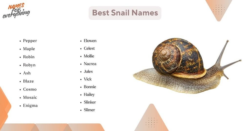 Best Snail Names