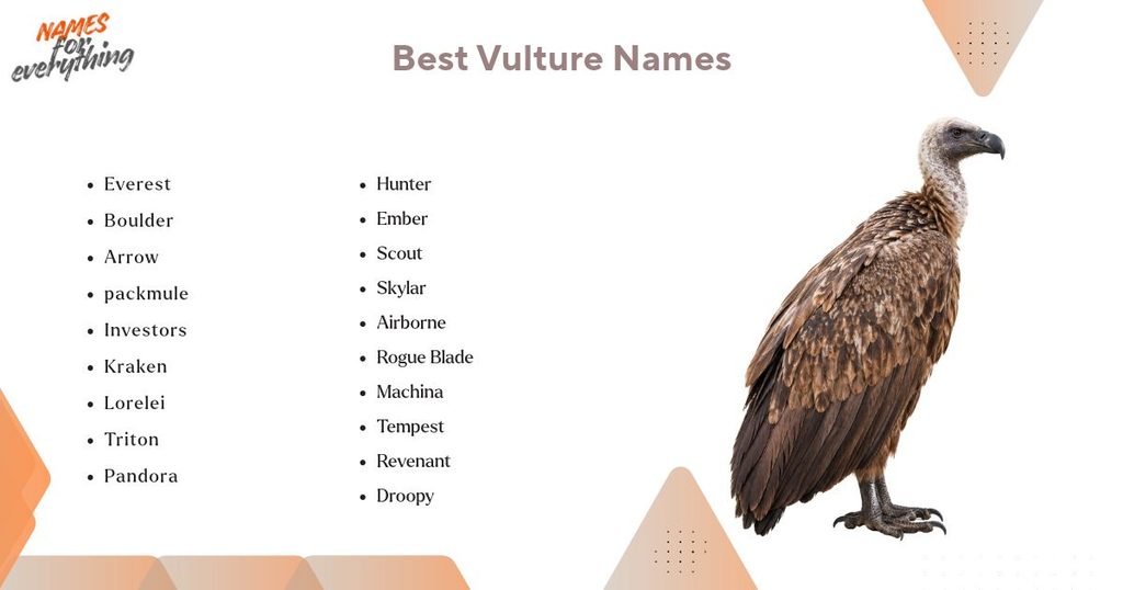 Best Vulture Names
