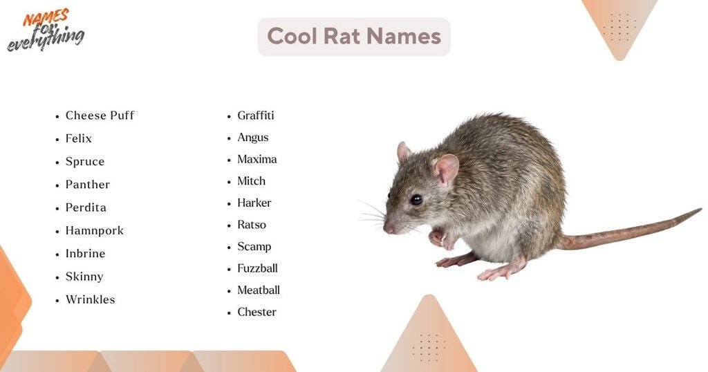 Cool Rat Names