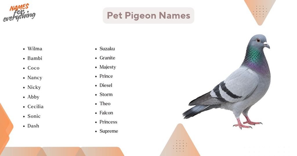 Pet Pigeon Names