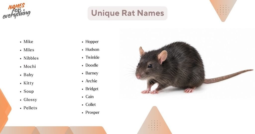 Unique Rat Names